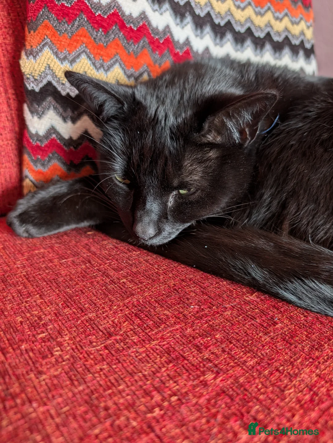 Mixed Breed cats for sale: Home needed for 2 cat sisters, 4 year old  - Advert 7