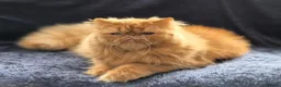 Persian cats for sale: Beautiful Red persian girl - 14 months old - Advert 5