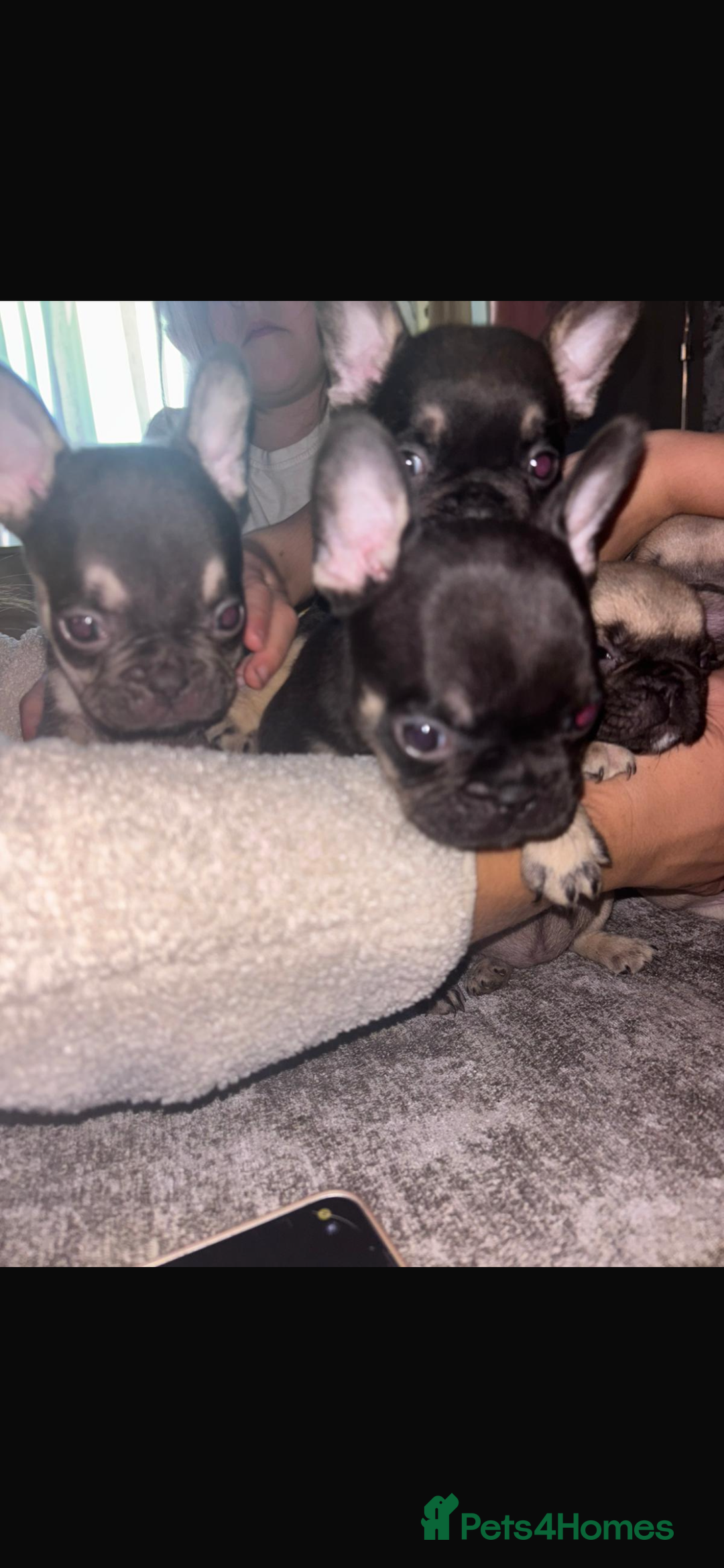 French Bulldog dogs for sale: French bulldog  - Image 6