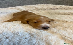 Dachshund dogs for sale: Stunning Chocolate & Cream puppies  - Image 11
