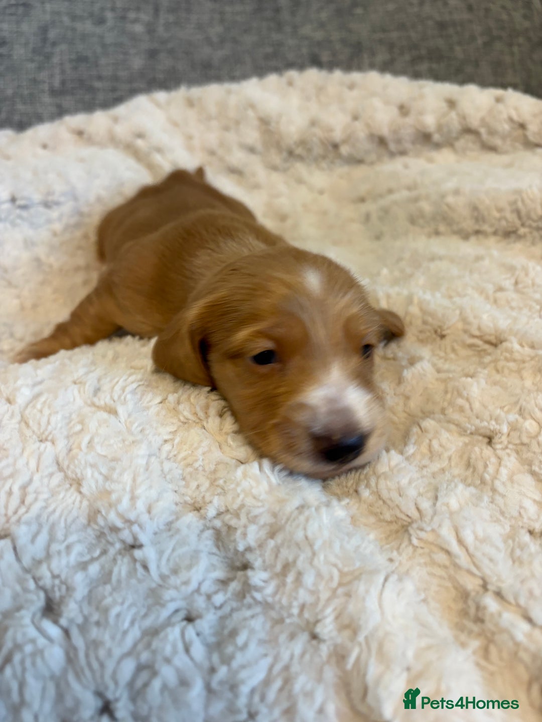 Dachshund dogs for sale: Stunning Chocolate & Cream puppies  - Image 11