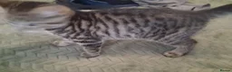 British Shorthair cats for sale: 4 Little Spotty Tigers  - Advert 18