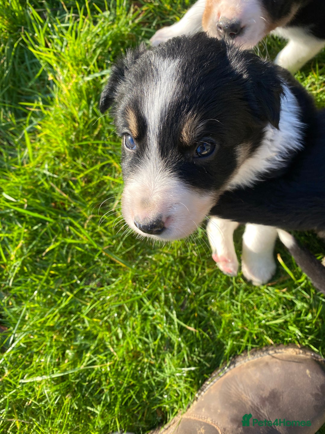 Mixed Breed dogs for sale: Beautiful Welsh Collie x Border Collie Puppies - Advert 11