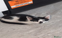 Mixed Breed cats for sale: 2 male kittens  - Image 5