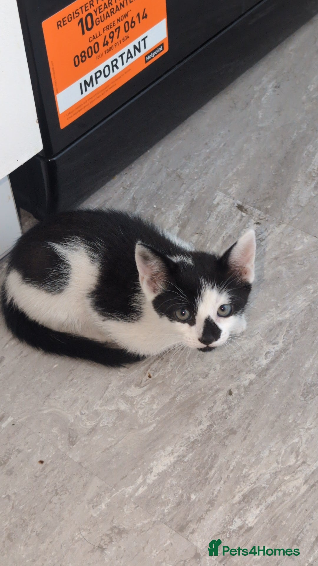 Mixed Breed cats for sale: 2 male kittens  - Image 5
