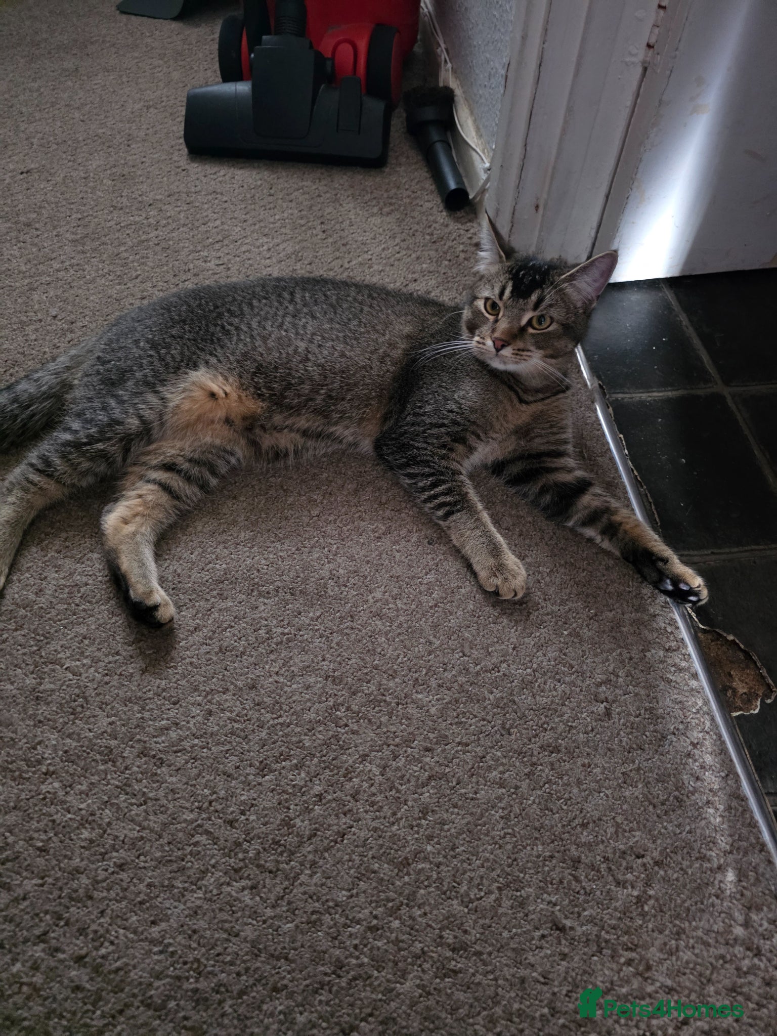 Mixed Breed cats 9 month old kitten for sale free to a good home - Advert 1