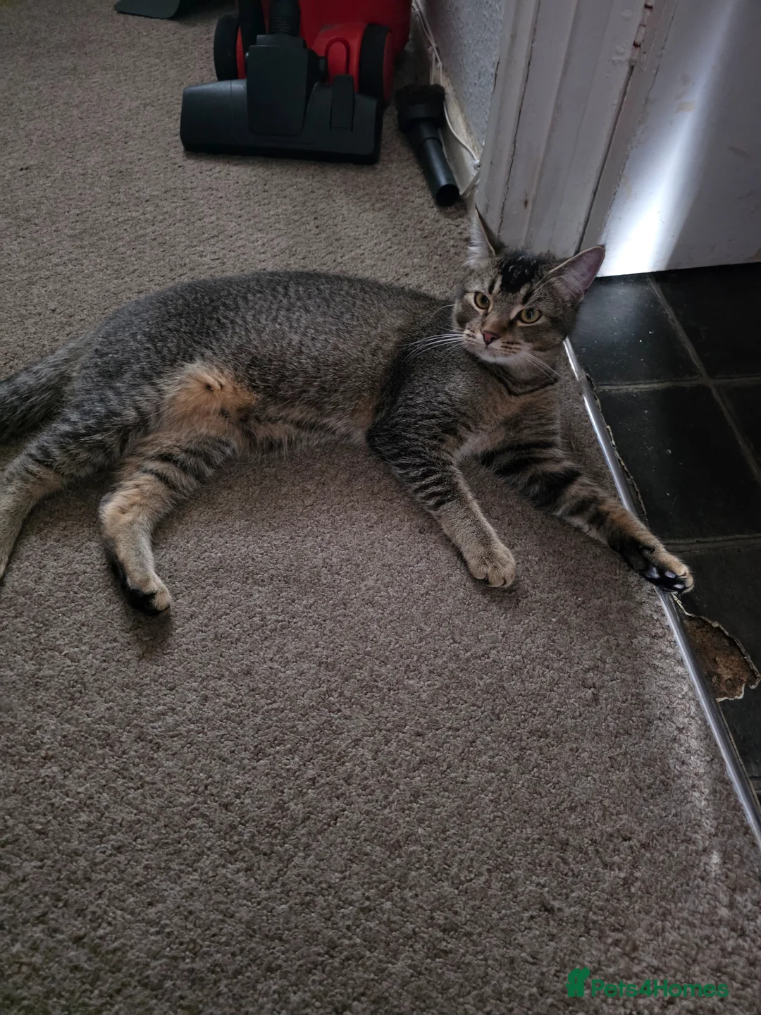 Mixed Breed cats for sale: 9 month old kitten for sale free to a good home - Advert 1