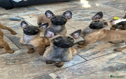 Belgian Shepherd Dog dogs for sale: Belgian malinois  - Image 5