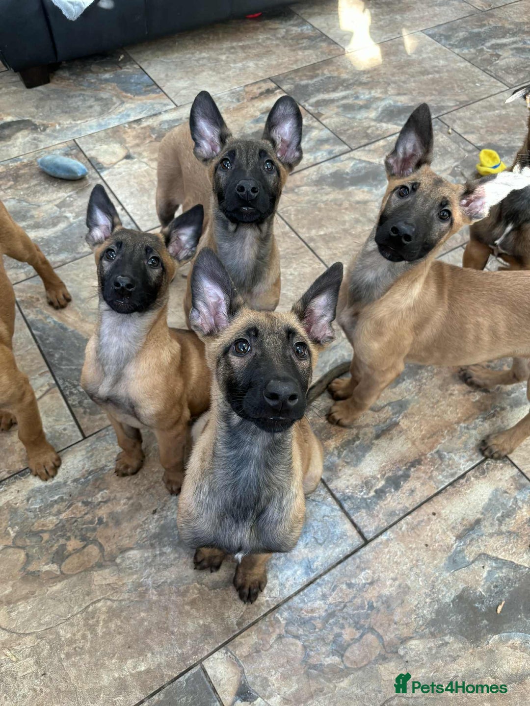 Belgian Shepherd Dog dogs for sale: Belgian malinois  - Image 5