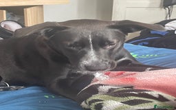 Mixed Breed dogs for sale: dog labrador - Image 1