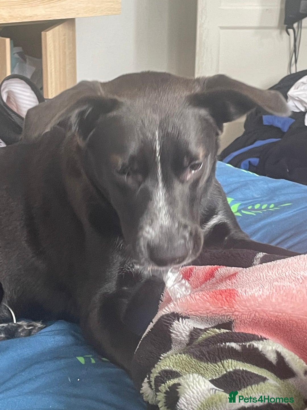 Mixed Breed dogs for sale: dog labrador - Image 1