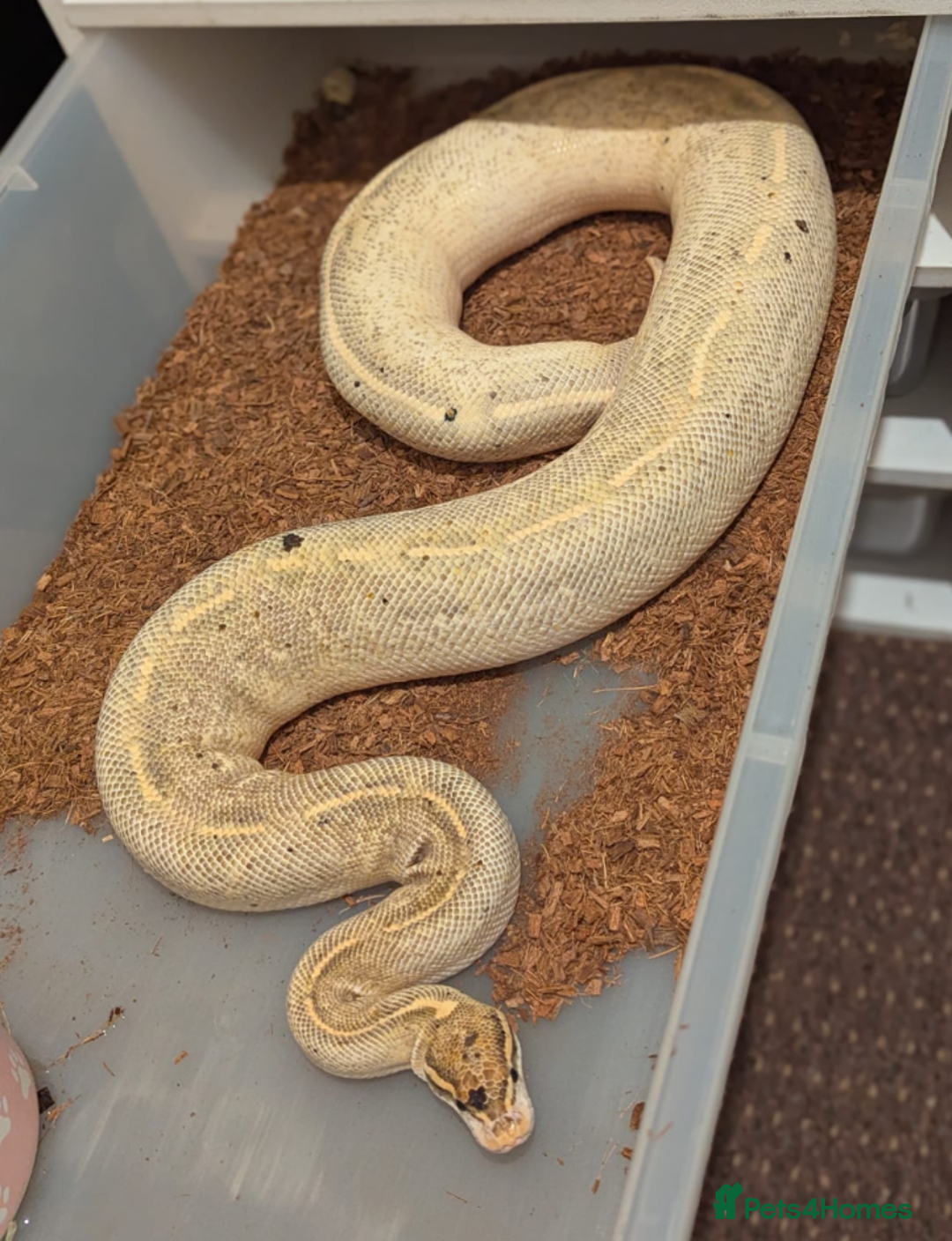 Python Snake reptiles for sale: Range of Royal Pythons - Advert 3