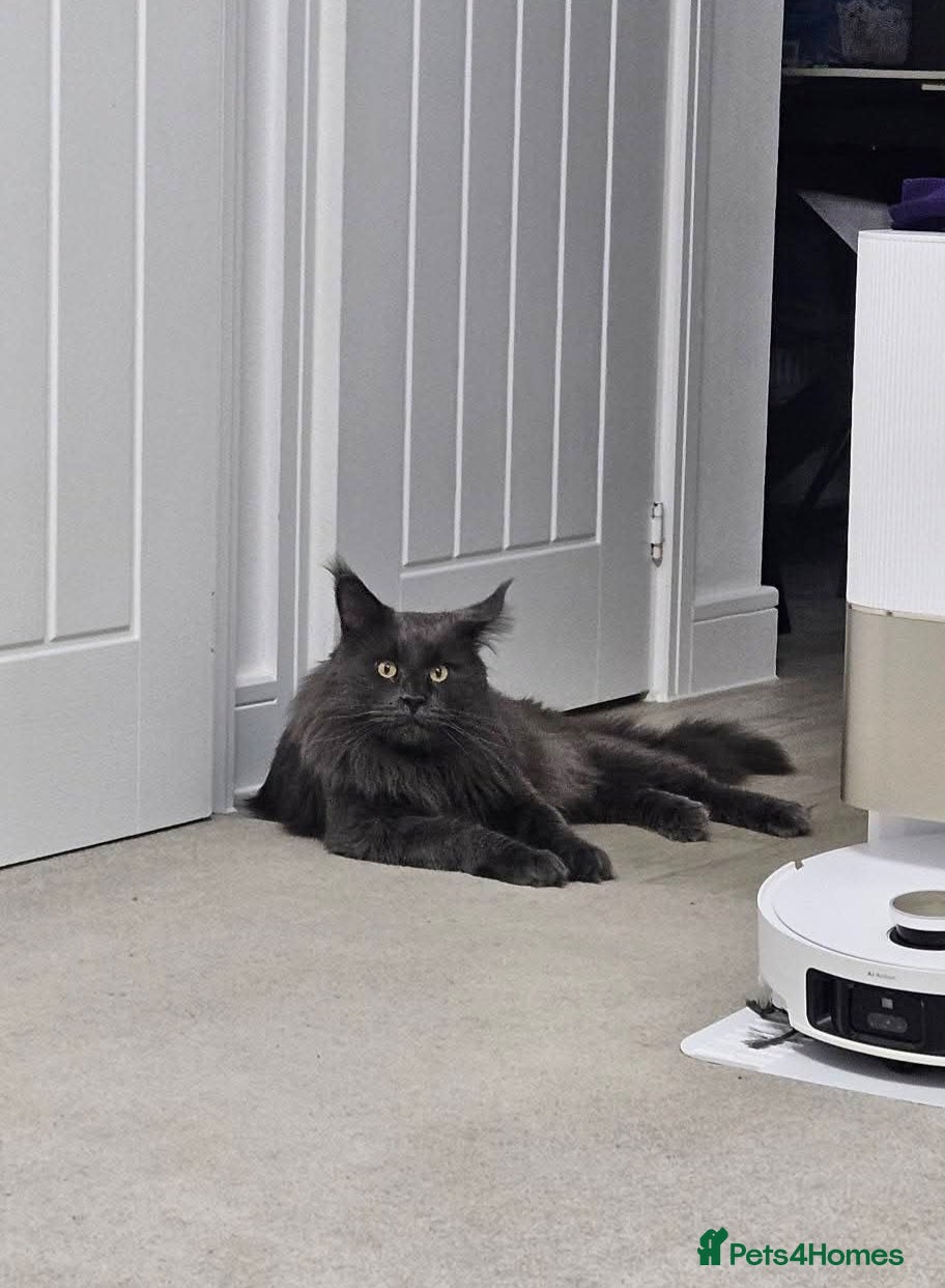 Maine Coon cats Giant Maine Coon  - Advert 5