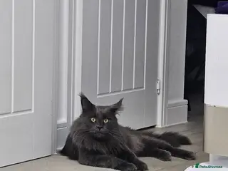 Maine Coon cats Giant Maine Coon - Advert 10