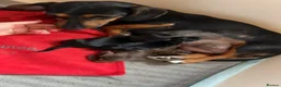 Dachshund dogs for sale: Wire haired miniature dachsunds - Advert 11