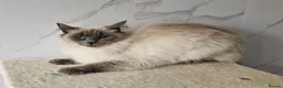 Ragdoll cats for sale: 2 GCCF ACTIVE females  - Advert 3