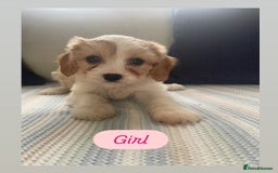 Cavachon dogs for sale: Cavachon puppies  - Image 3