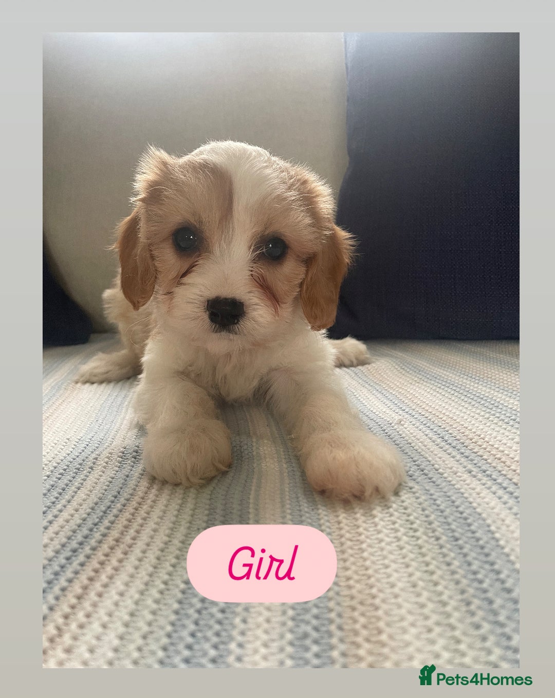 Cavachon dogs for sale: Cavachon puppies  - Image 3