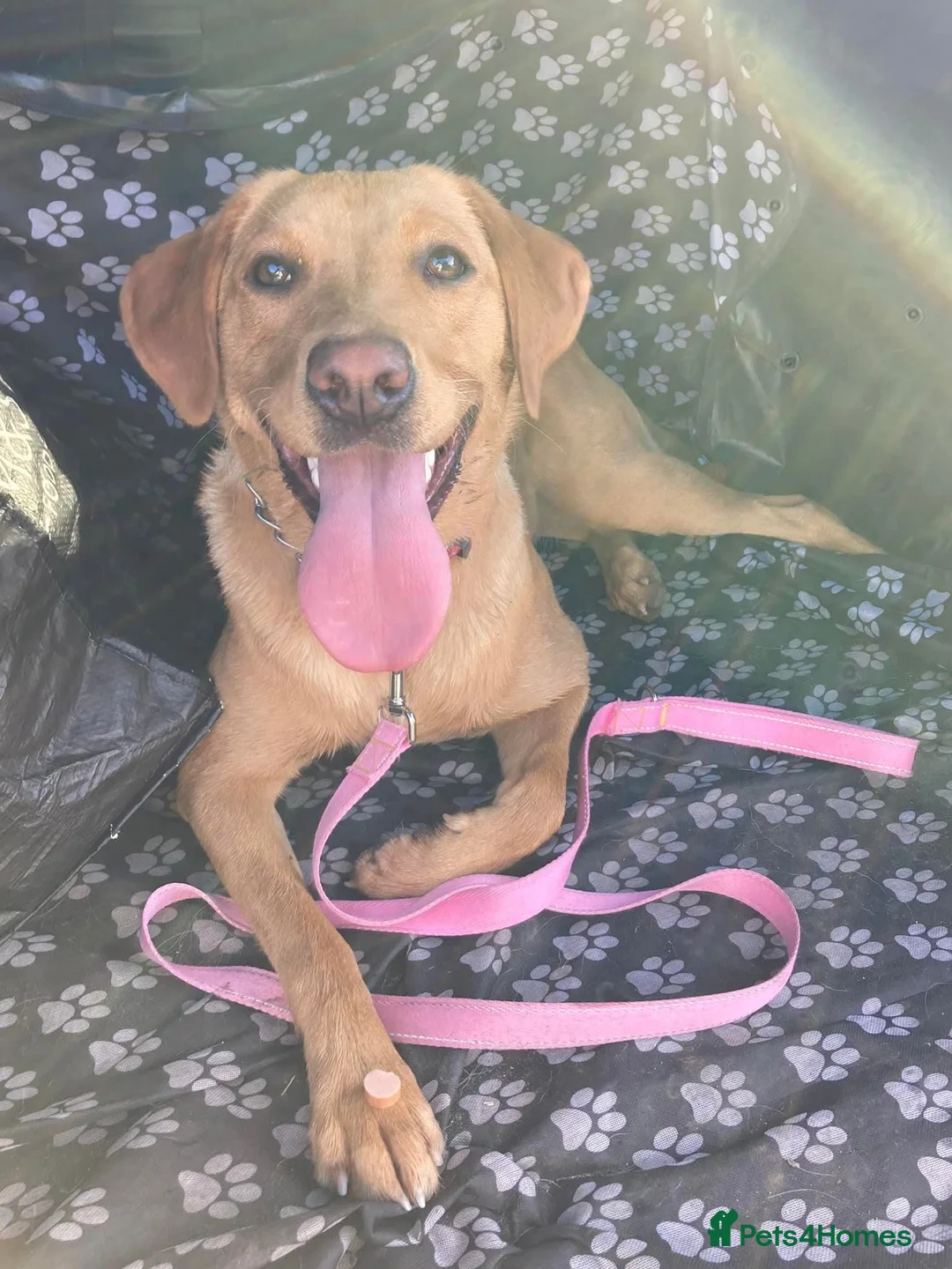 Labrador Retriever dogs for sale: Labrador Retriever Puppies Due Mid‑Apri - Advert 2