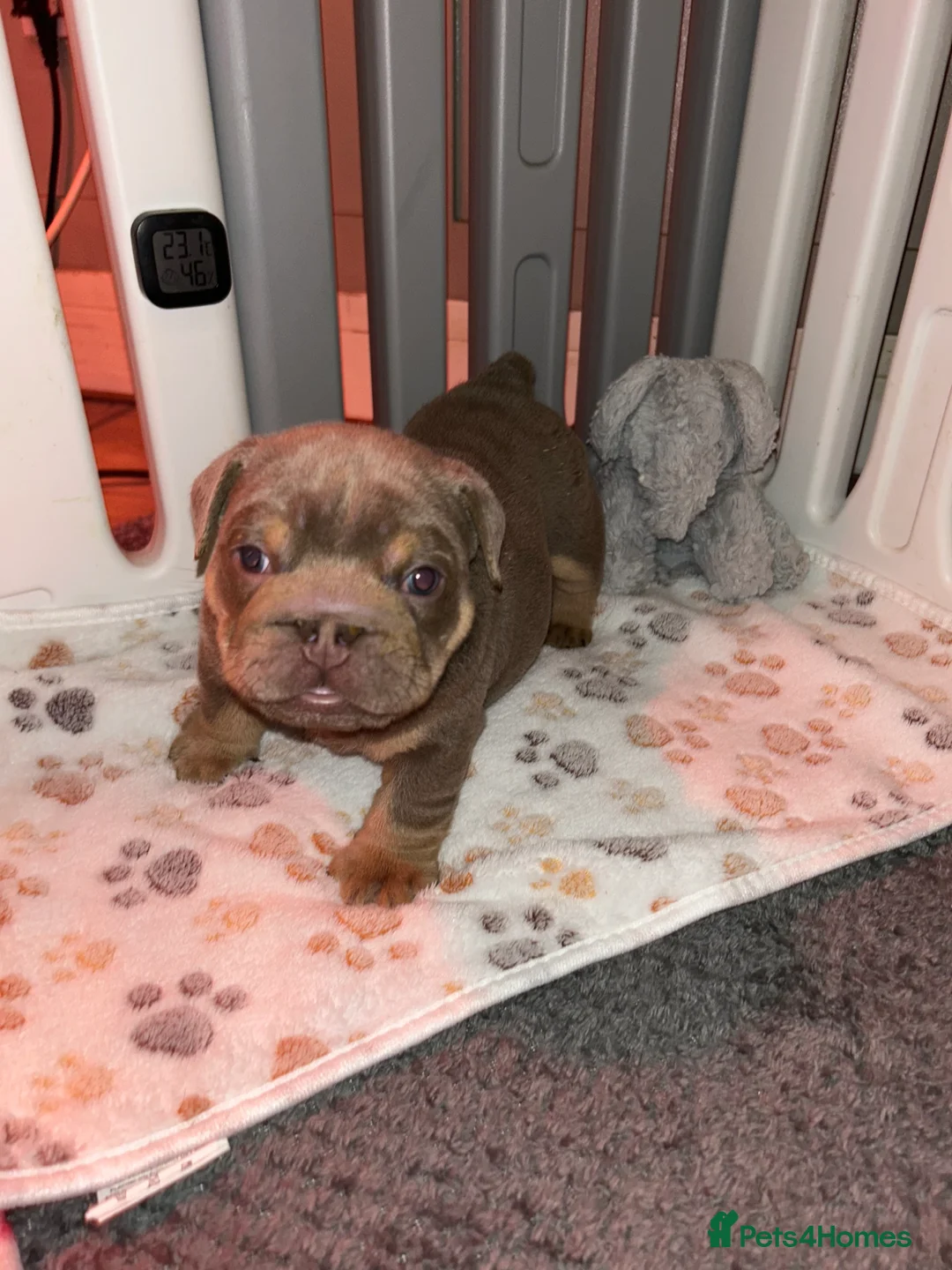 English Bulldog dogs for sale: Darla x Kobe litter of 5 - Advert 2