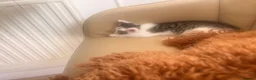 Mixed Breed cats for sale: 4 beautiful baby kittens - Advert 4