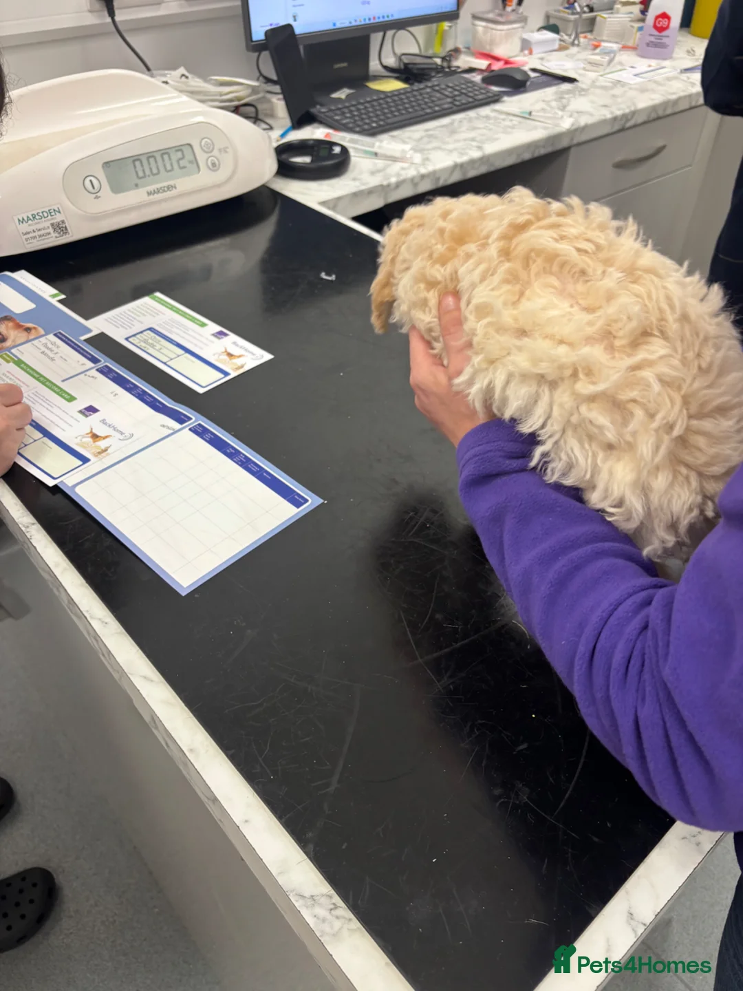 Poochon dogs for sale: 🌺3 POOCHON GIRLS in CHESHIRE🌺-Ready Fri  - Advert 2