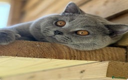 British Shorthair cats for stud: 🏆 GCCF CHAMPION BIG  BLUE STUD 🏆 - Image 1