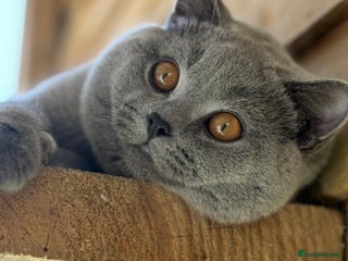 British Shorthair cats - Advert 1