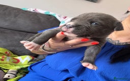 Mixed Breed dogs for sale: Rare breeding American x Bulldog x Cane Corso Pups - Image 31