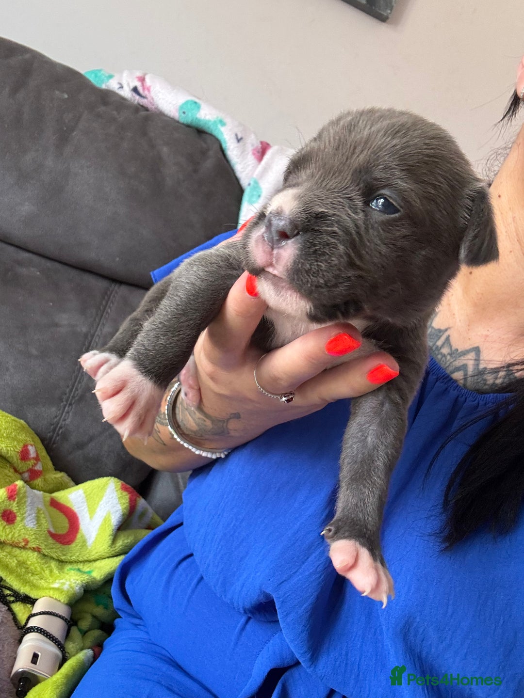 Mixed Breed dogs for sale: Rare breeding American x Bulldog x Cane Corso Pups - Image 31