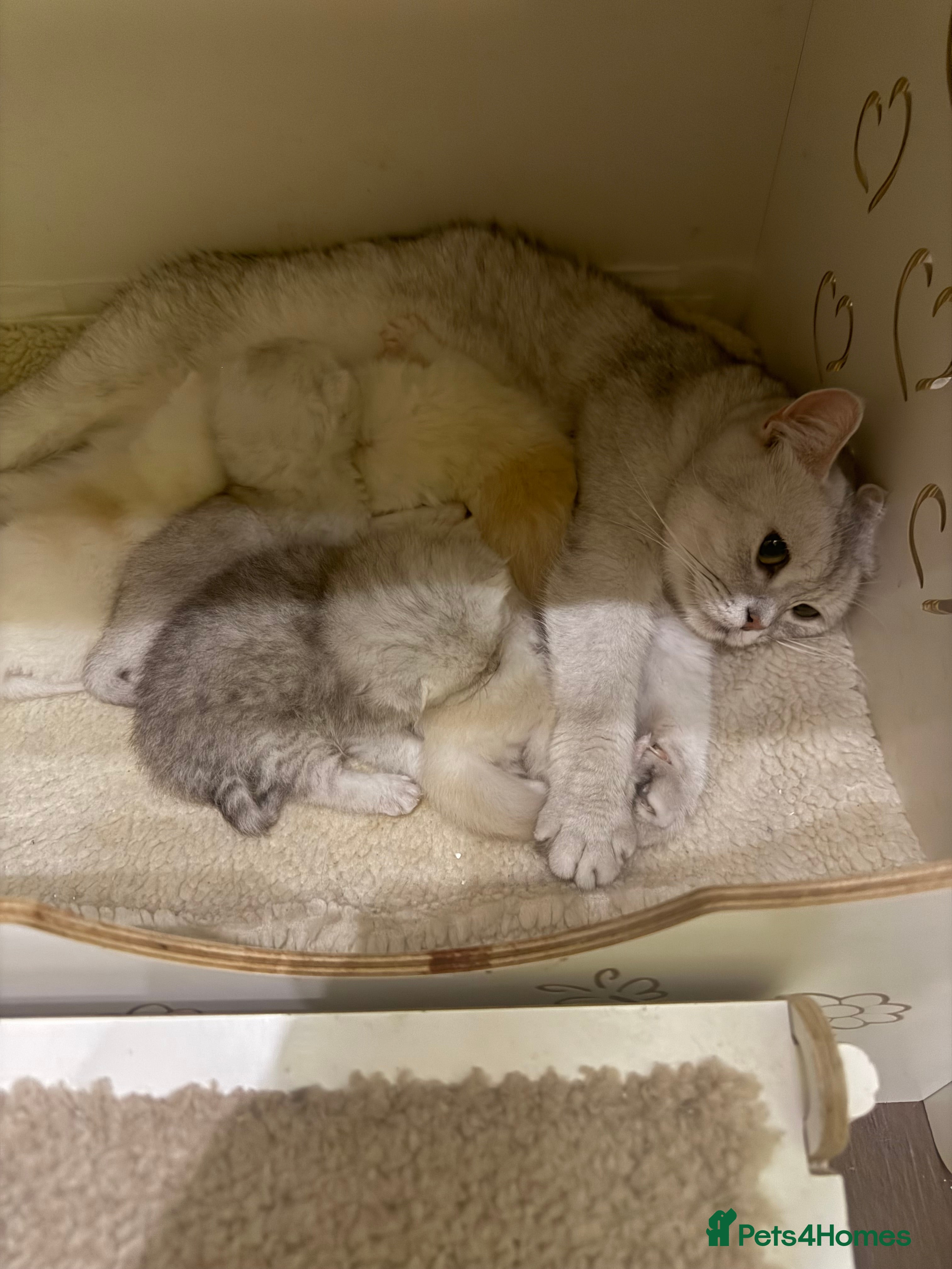 British Shorthair cats 4 Beautiful British shorthair kittens. in Grimsby - Advert 2