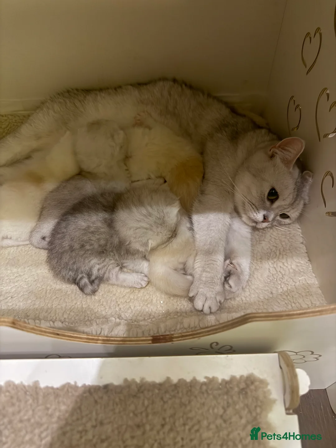 British Shorthair cats for sale: 4 Beautiful British shorthair kittens. in Grimsby - Advert 1