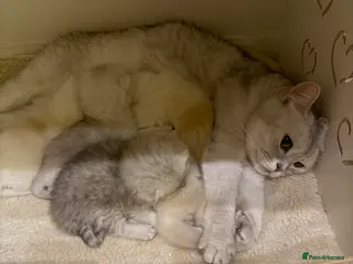 British Shorthair cats 4 Beautiful British shorthair kittens. in Grimsby - Advert 6