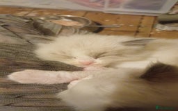 Ragdoll cats for sale: Rare cream point ragdoll & 2 blue bicolour - Image 5