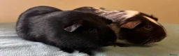 Guinea Pig rodents for sale: Female guinea pigs  - Advert 6