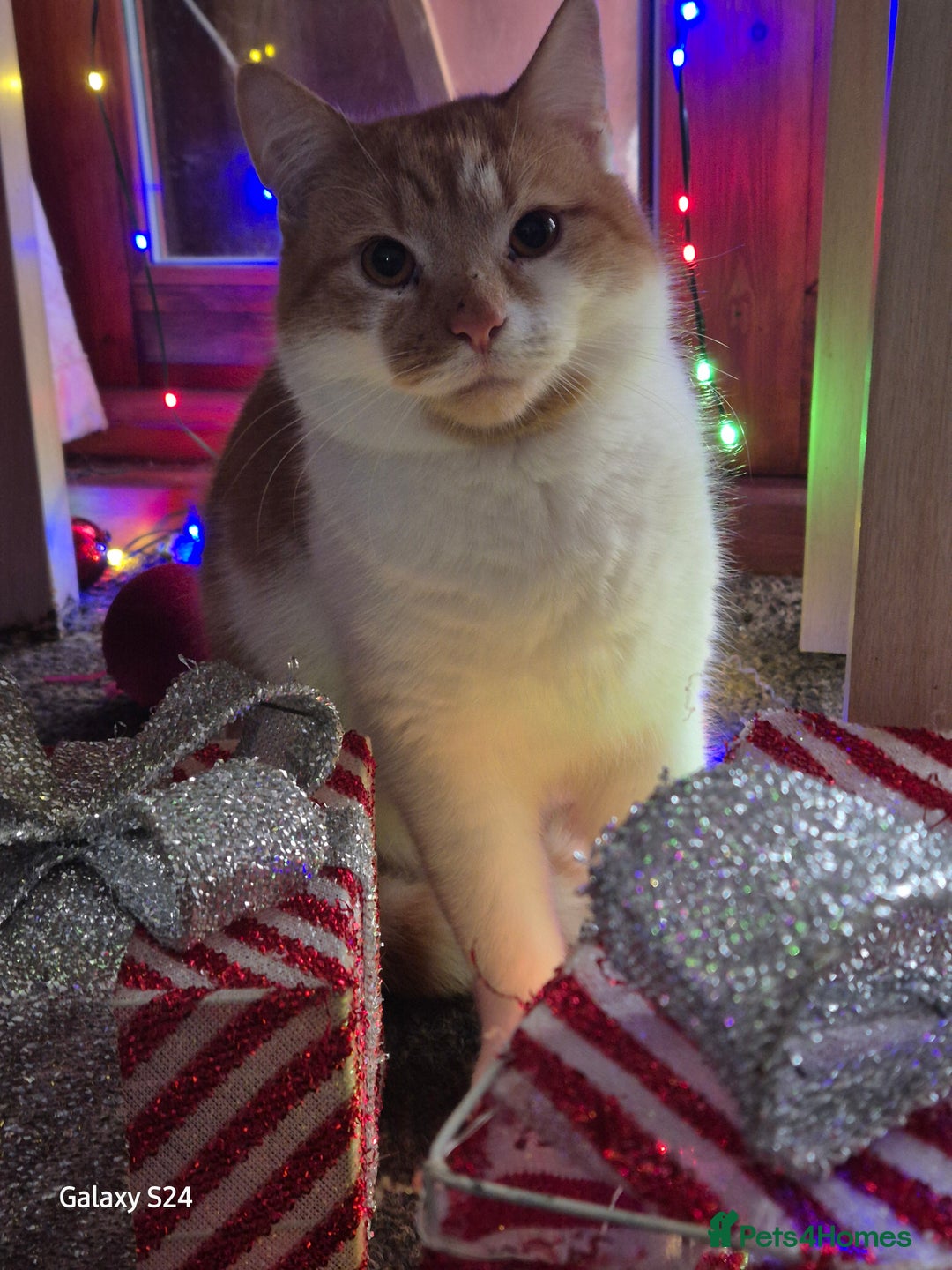 British Shorthair cats for sale: Older cats 🐈  - Advert 4