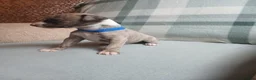 Whippet dogs for sale: Exceptional litter of KC whippets  in Shrewsbury - Advert 17