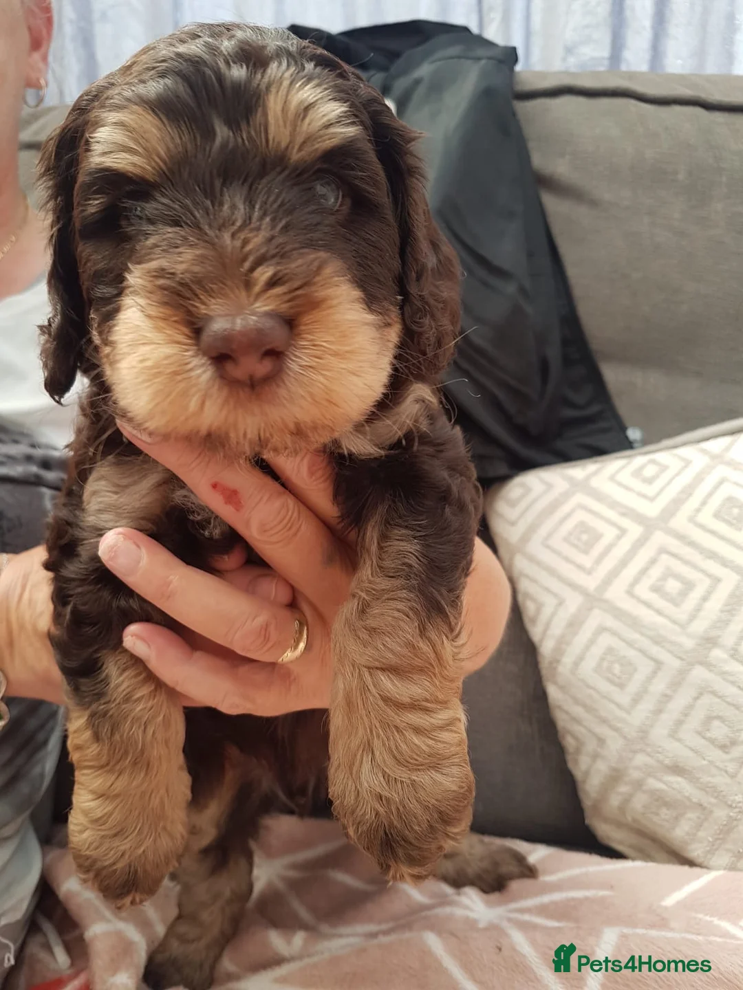 Labradoodle dogs for stud: Gorgeous blue Merle labradoodle stud in Swadlincote - Advert 29
