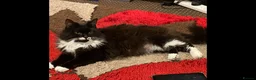 Maine Coon cats for sale: Mine coon cross ready to new home  - Advert 4
