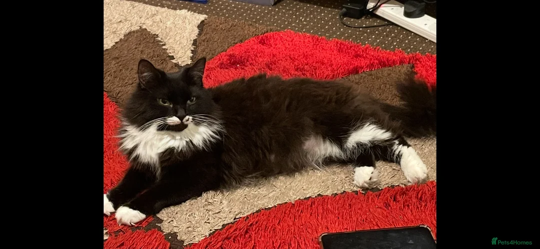Maine Coon cats for sale: Mine coon cross ready to new home  - Advert 4