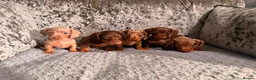 Miniature Dachshund dogs for sale: True to type miniature dachshund puppies ready now - Advert 12