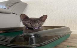 Russian Blue cats for sale: Russian blue kittens  - Image 2