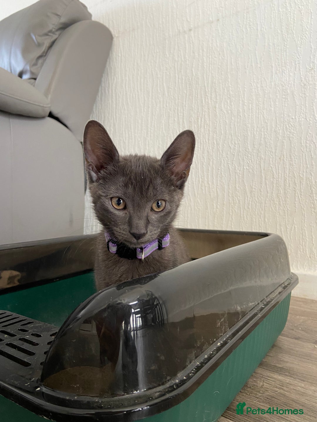 Russian Blue cats for sale: Russian blue kittens  - Image 2