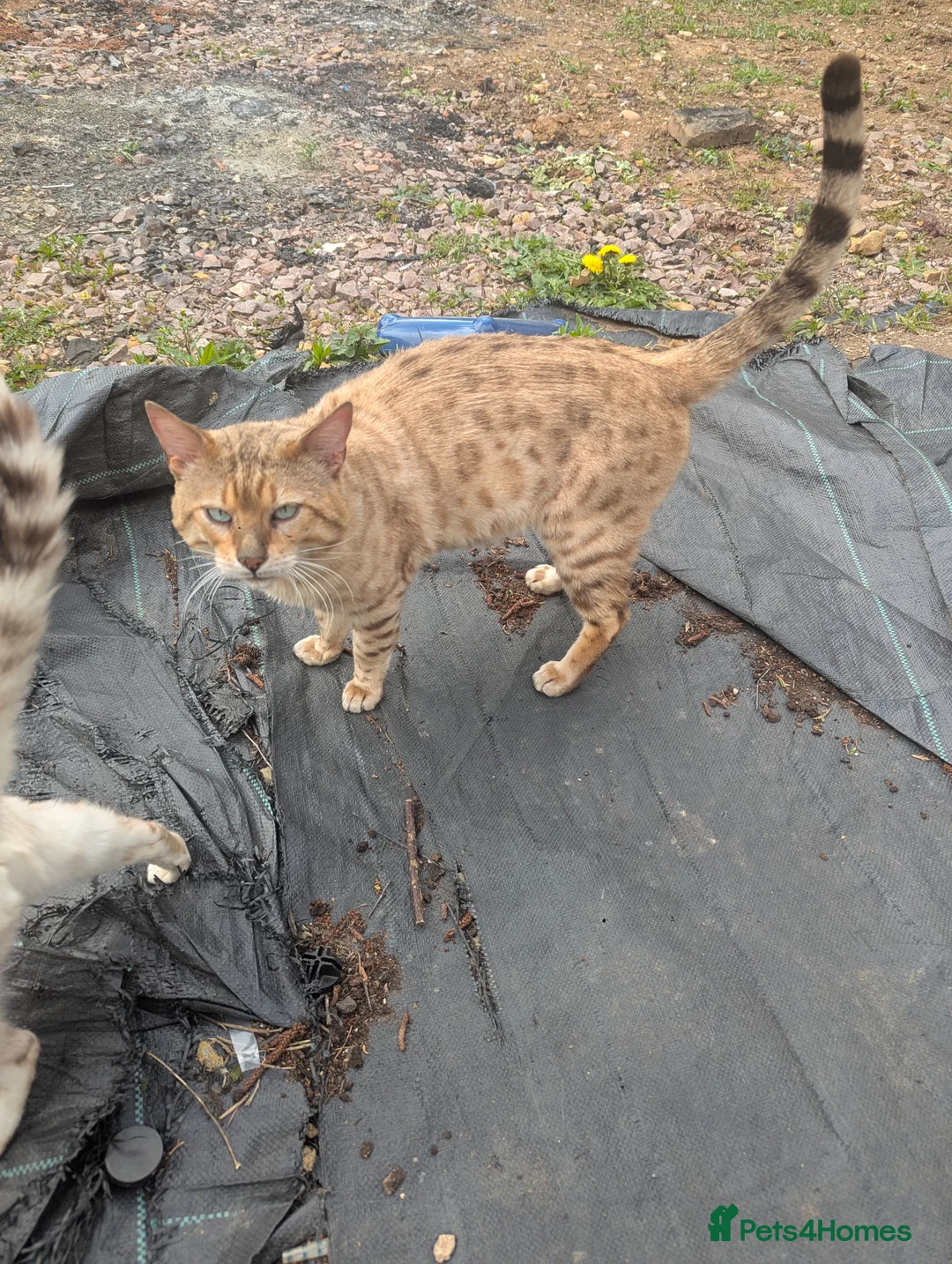 Bengal cats for sale: Bengal Cats champion pedigree male and female - Advert 2