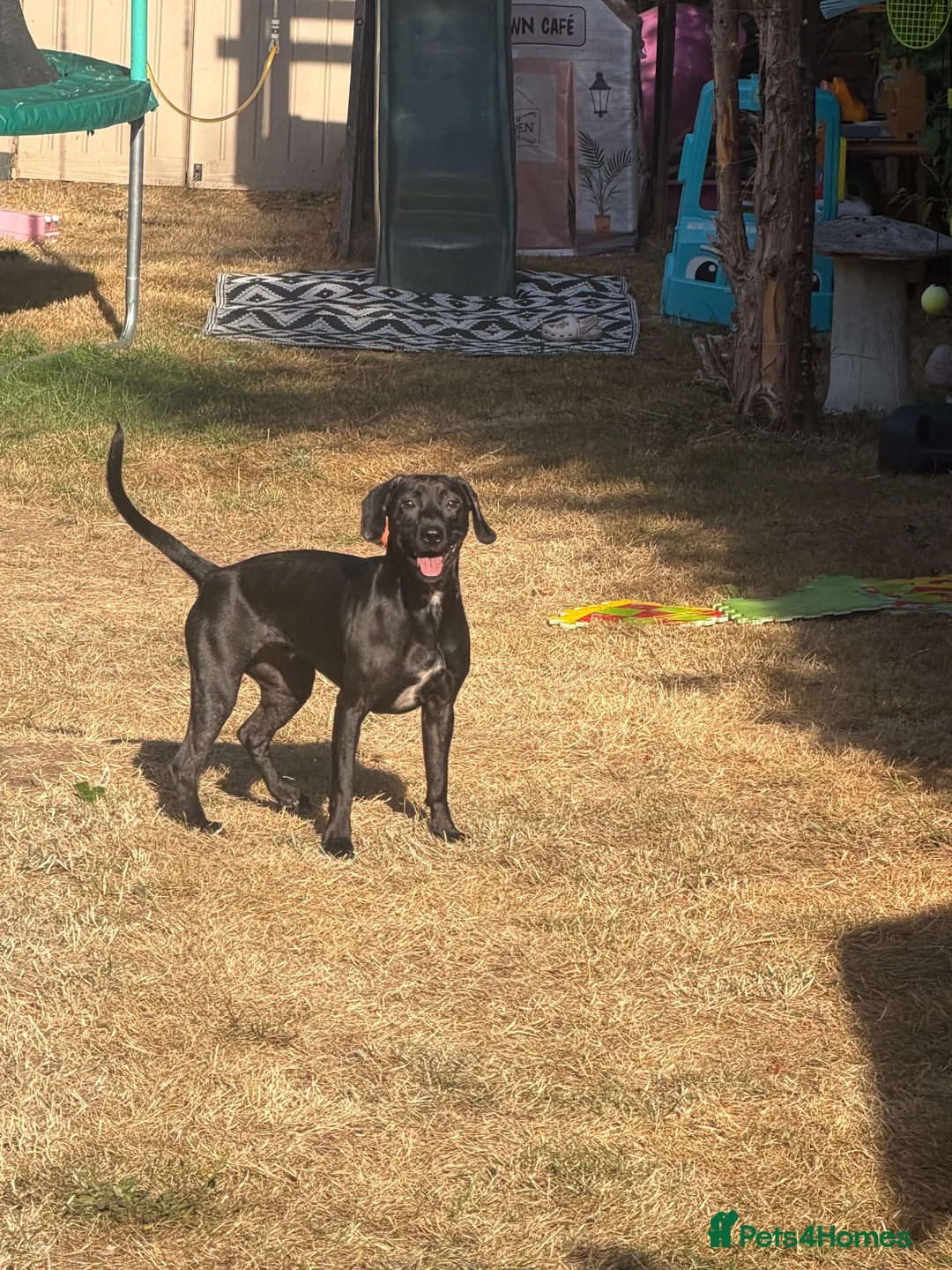 Mixed Breed dogs for sale: Penny 2 Yr Old Staff Bull Terrier x Spaniel - Advert 2