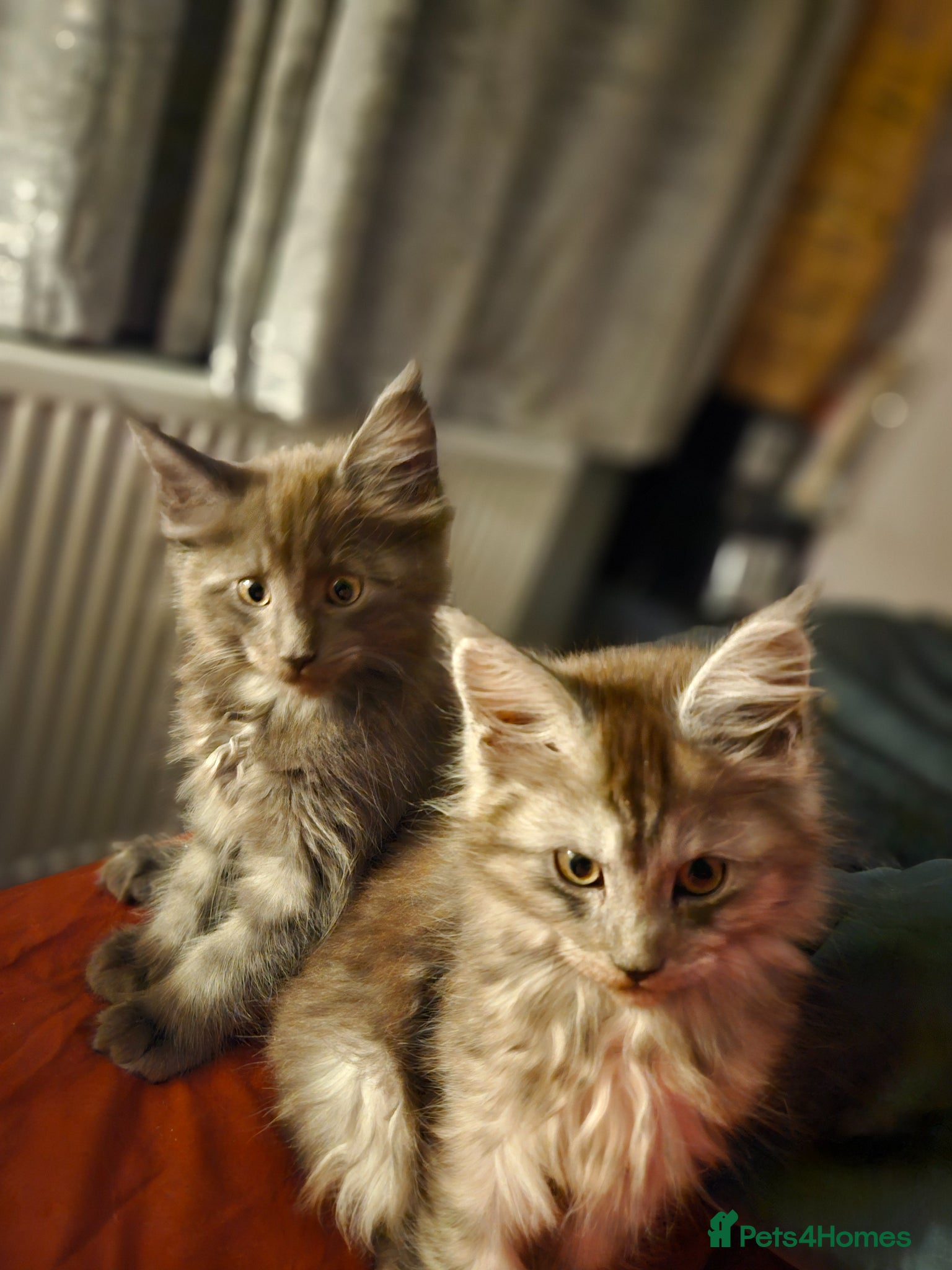 Maine Coon cats NEW PICS GCCF registered Blue  Maine coon litter  - Advert 15