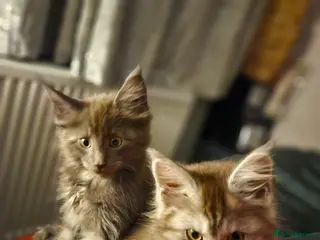 Maine Coon cats NEW PICS GCCF registered Blue Maine coon litter - Advert 15