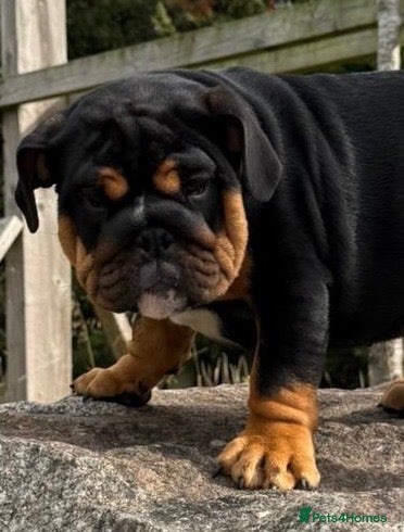 English Bulldog dogs  Beautiful kc reg English bulldog girl💕🐾  - Advert 1