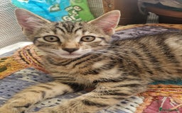 Mixed Breed cats for sale: Mixed breed Kitten (Russian Blue mum) - Image 2