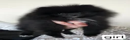 Pomeranian dogs for sale: Pomeranians - Advert 6
